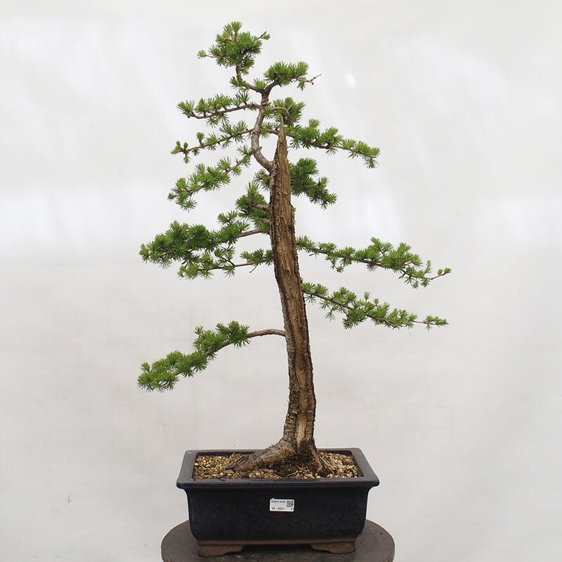 Bonsaï d'extérieur -Larix decidua - Mélèze