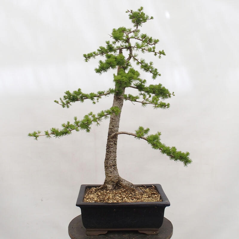 Bonsaï d'extérieur -Larix decidua - Mélèze