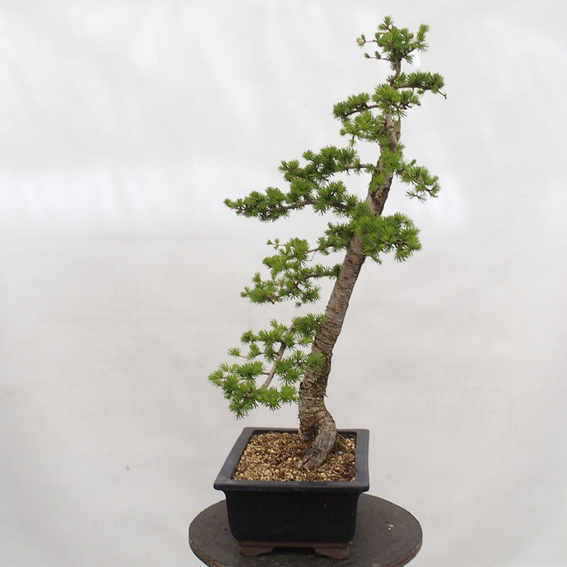 Bonsaï d'extérieur -Larix decidua - Mélèze