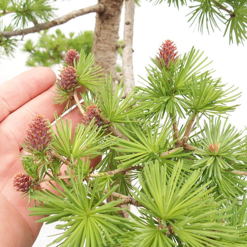 Bonsaï d'extérieur -Larix decidua - Mélèze
