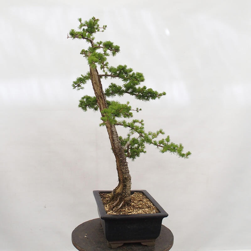 Bonsaï d'extérieur -Larix decidua - Mélèze
