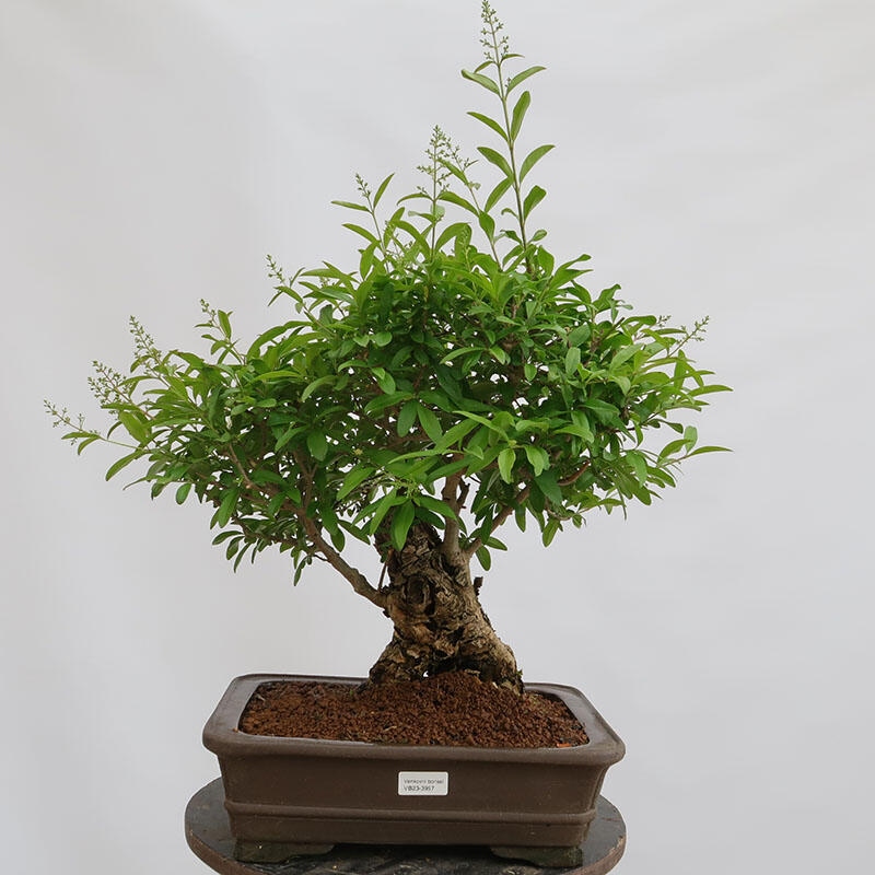 Bonsaï d'extérieur - Ligustrum vulgare - Bec d'oiseau