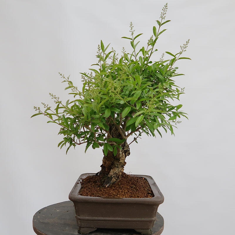Bonsaï d'extérieur - Ligustrum vulgare - Bec d'oiseau
