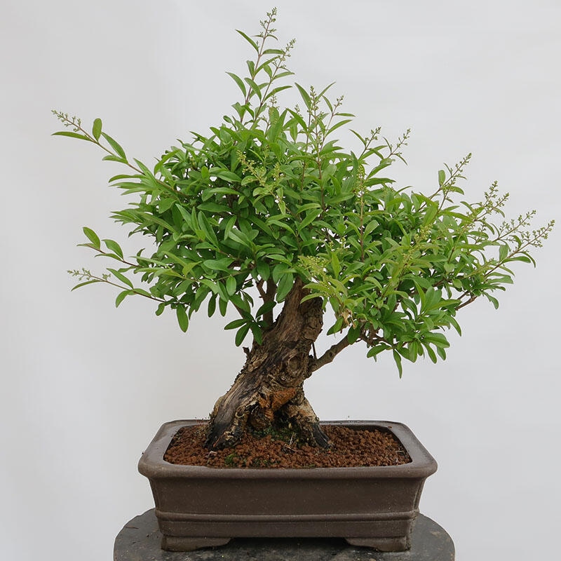 Bonsaï d'extérieur - Ligustrum vulgare - Bec d'oiseau