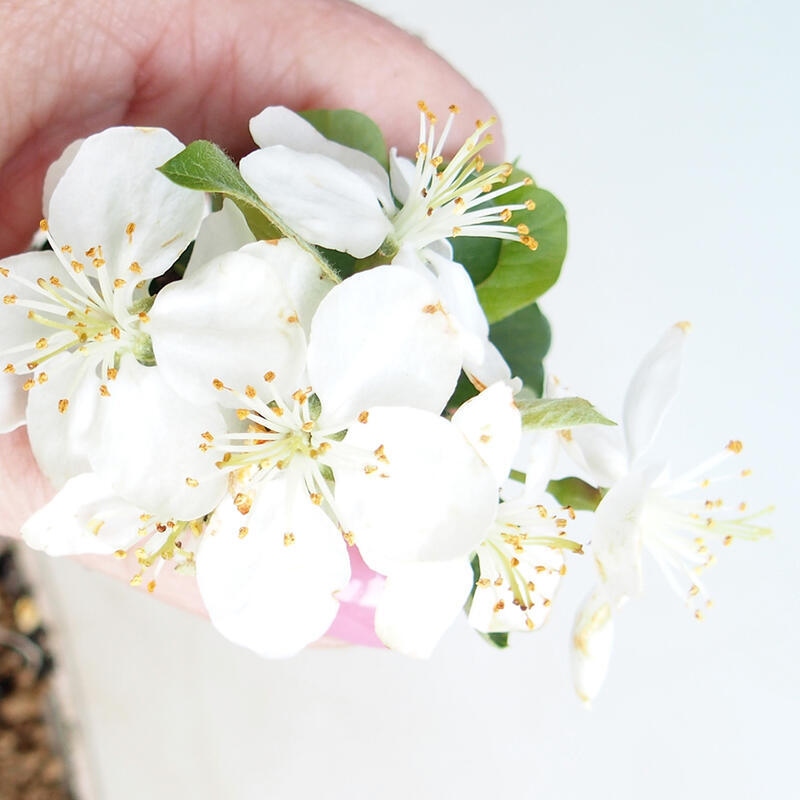 Bonsaï d'extérieur - Malus sargentii - Pommier à petits fruits
