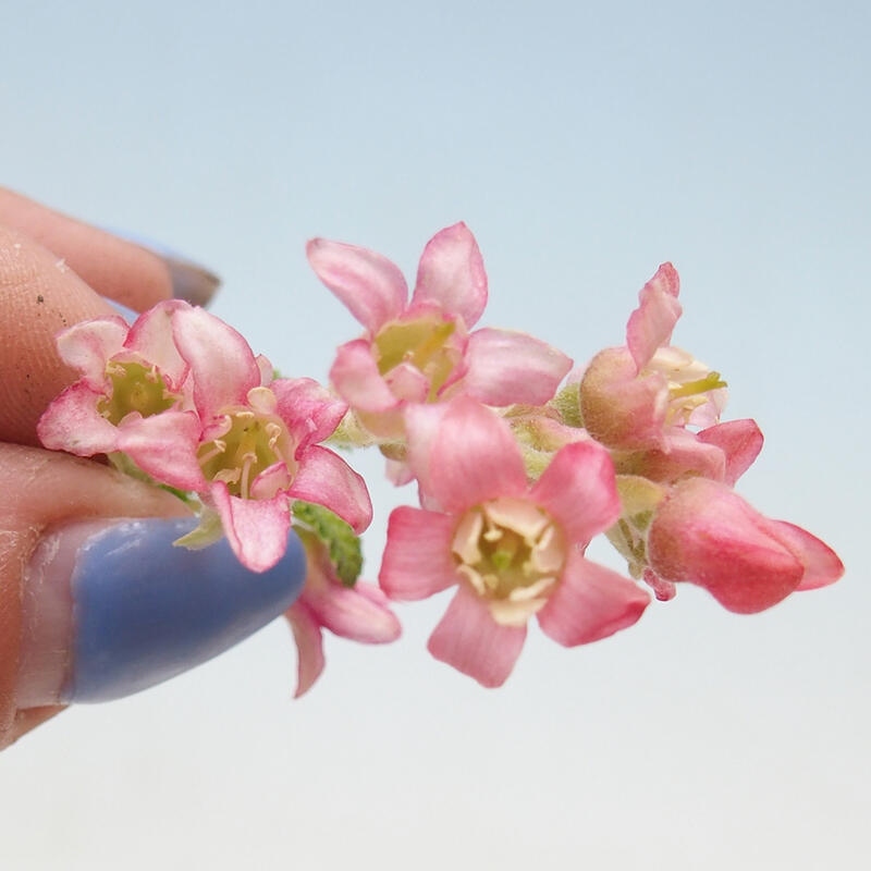 Bonsaï d'extérieur - Ribes sanguneum