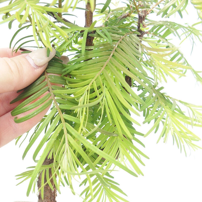 Bonsaï d'extérieur - Metasequoia glyptostroboides - Metasequoia chinois