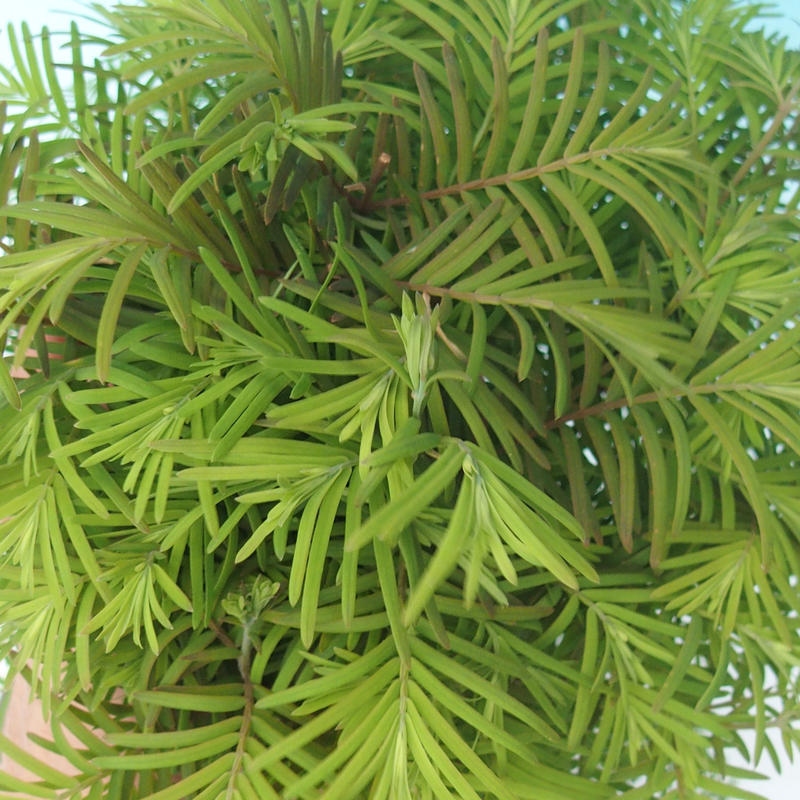 Bonsaï d'extérieur - Metasequoia glyptostroboides - Metasequoia chinois