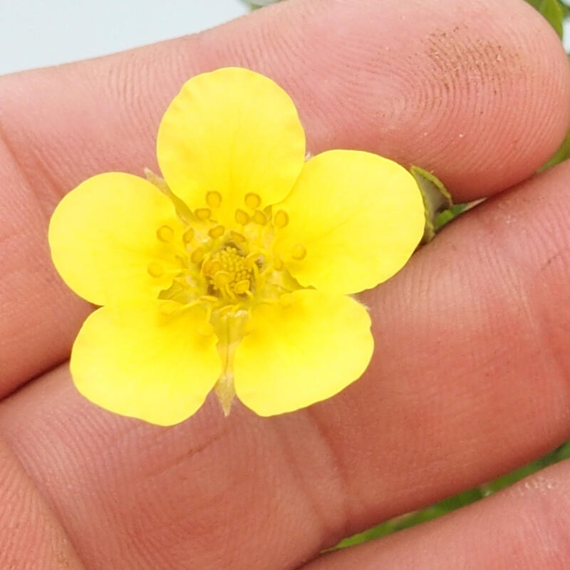 Bonsaï d'extérieur - Potentila fruticosa yellow Bird