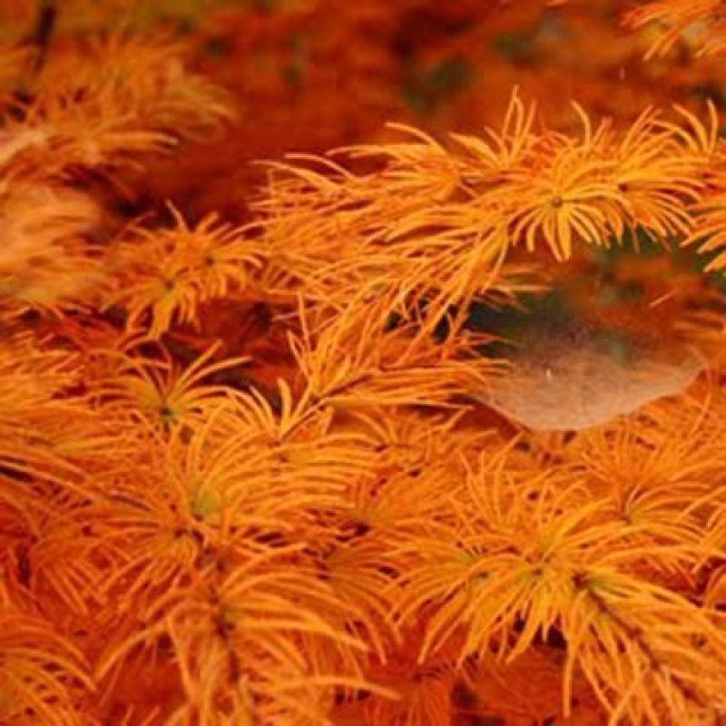 Bonsaï d'extérieur - Larix Kaempferi - Mélèze du Japon