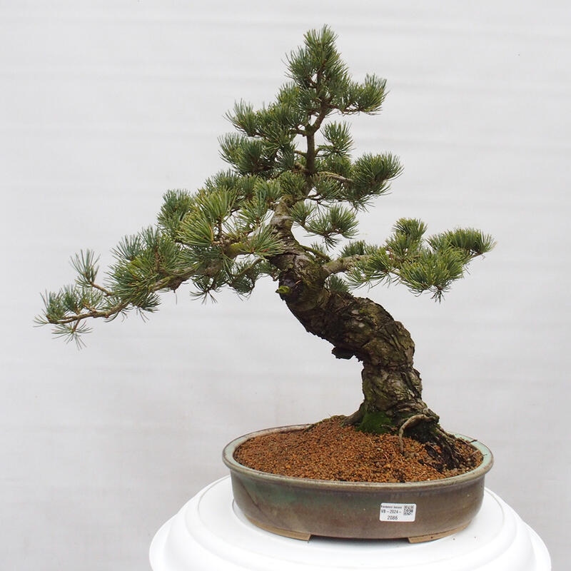 Bonsaï d'extérieur - Pinus parviflora - Pinus parviflora