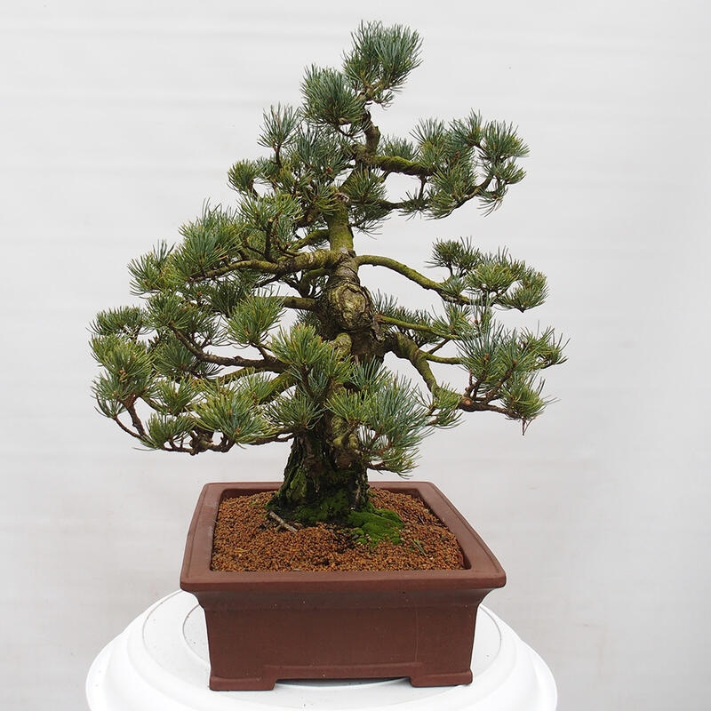 Bonsaï d'extérieur - Pinus parviflora - Pinus parviflora