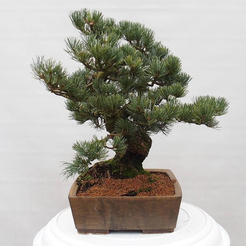 Bonsaï d'extérieur - Pinus parviflora - Pinus parviflora