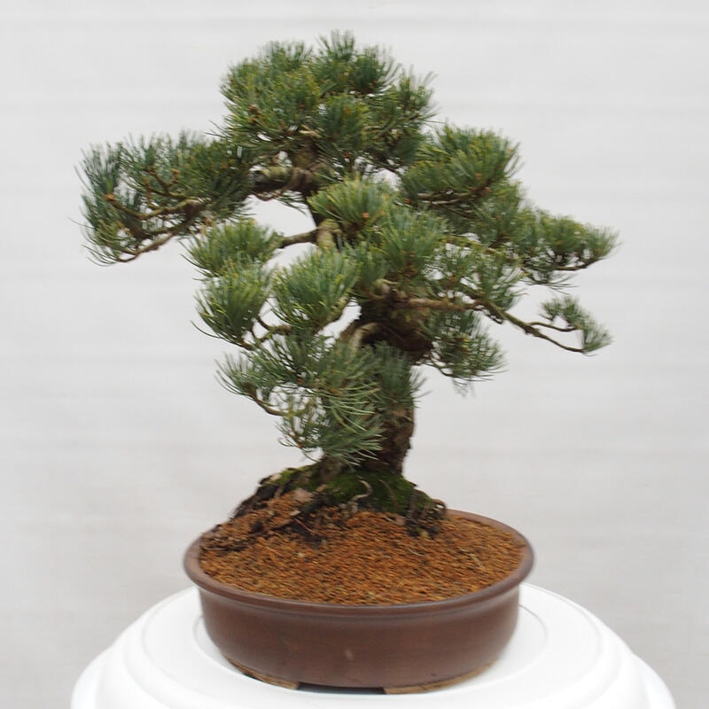 Bonsaï d'extérieur - Pinus parviflora - Pinus parviflora