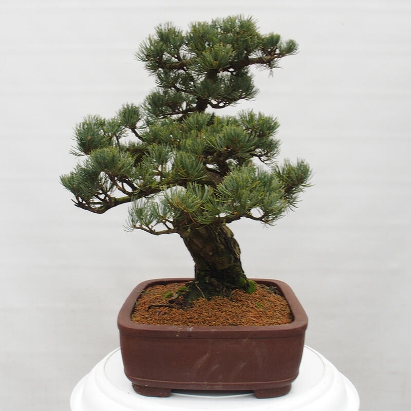 Bonsaï d'extérieur - Pinus parviflora - Pinus parviflora