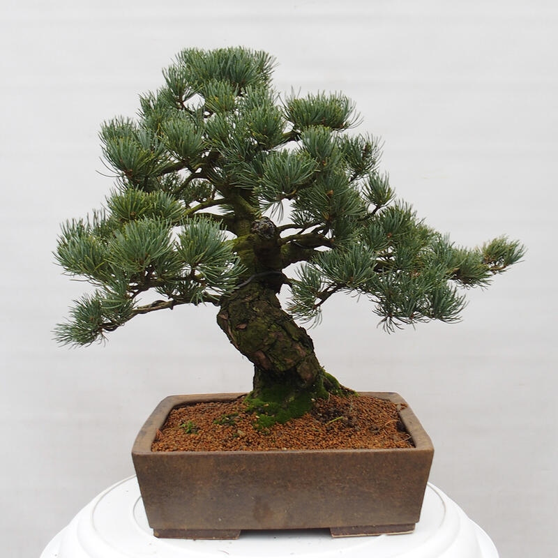 Bonsaï d'extérieur - Pinus parviflora - Pinus parviflora