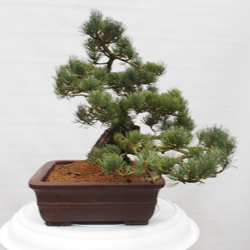 Bonsaï d'extérieur - Pinus parviflora - Pinus parviflora