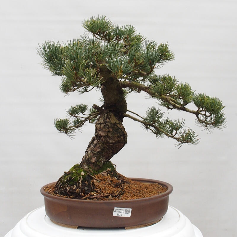 Bonsaï d'extérieur - Pinus parviflora - Pinus parviflora