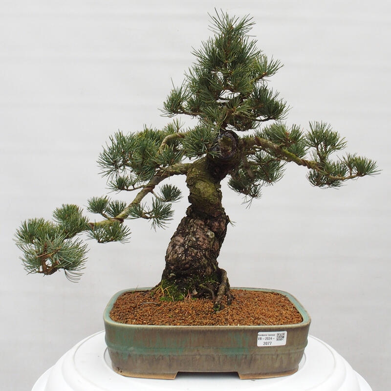 Bonsaï d'extérieur - Pinus parviflora - Pinus parviflora