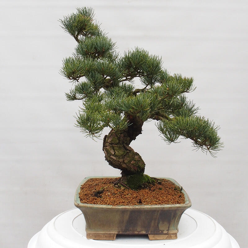 Bonsaï d'extérieur - Pinus parviflora - Pinus parviflora