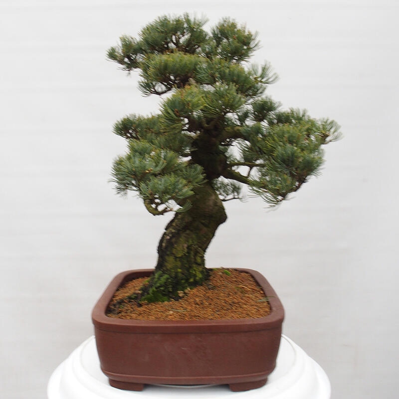 Bonsaï d'extérieur - Pinus parviflora - Pinus parviflora