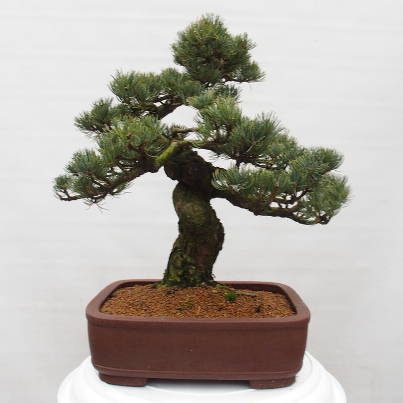 Bonsaï d'extérieur - Pinus parviflora - Pinus parviflora