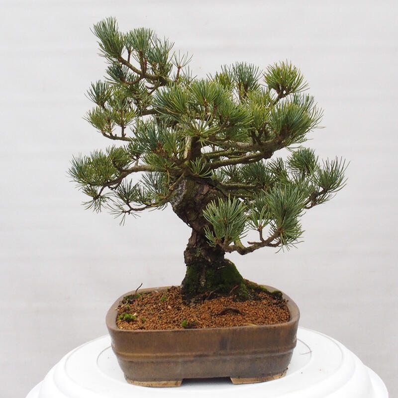 Bonsaï d'extérieur - Pinus parviflora - Pinus parviflora