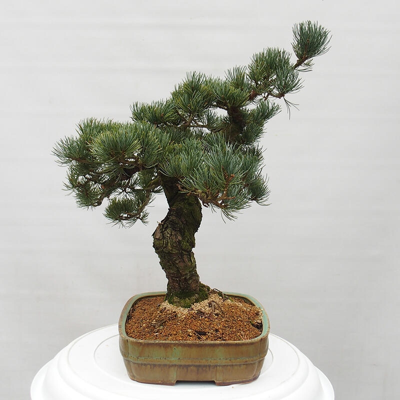 Bonsaï d'extérieur - Pinus parviflora - Pinus parviflora