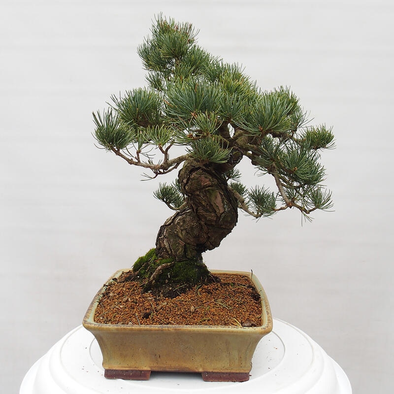 Bonsaï d'extérieur - Pinus parviflora - Pinus parviflora