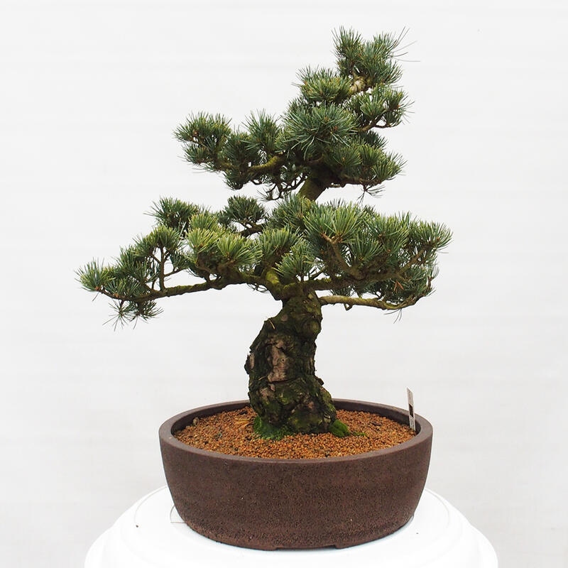 Bonsaï d'extérieur - Pinus parviflora - Pinus parviflora