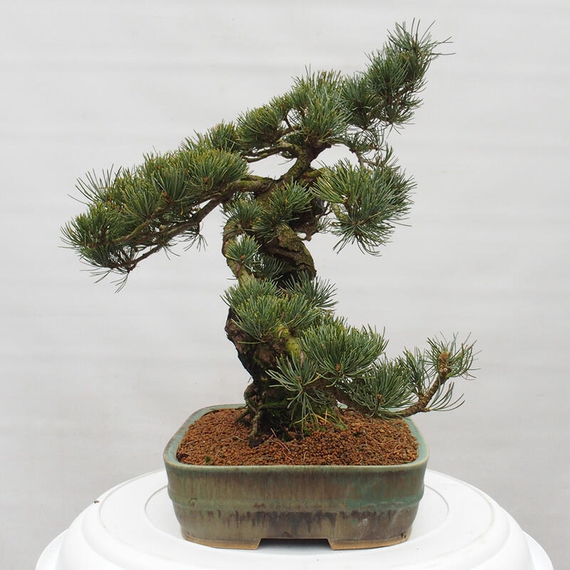 Bonsaï d'extérieur - Pinus parviflora - Pinus parviflora