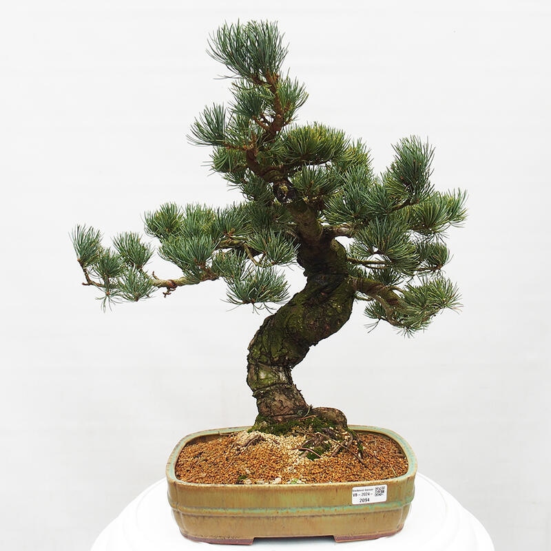 Bonsaï d'extérieur - Pinus parviflora - Pinus parviflora
