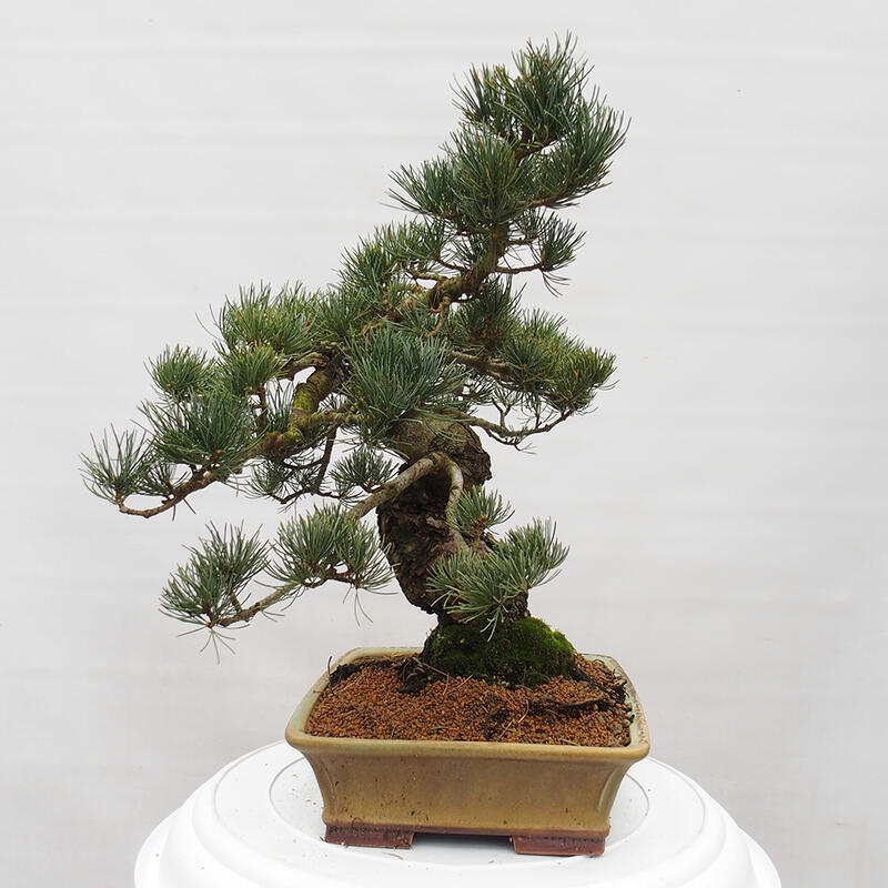 Bonsaï d'extérieur - Pinus parviflora - Pinus parviflora