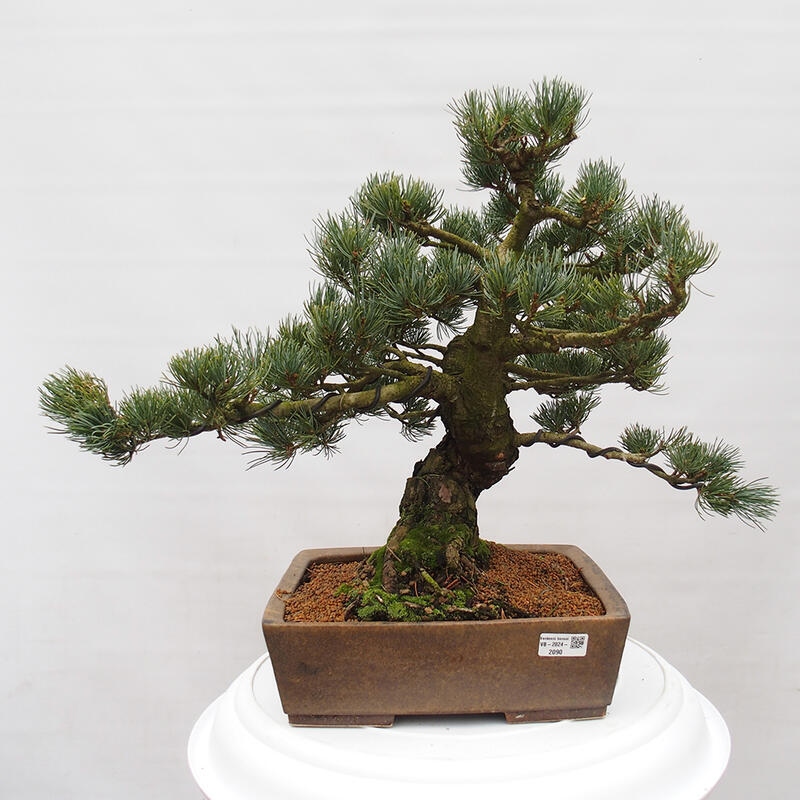 Bonsaï d'extérieur - Pinus parviflora - Pinus parviflora