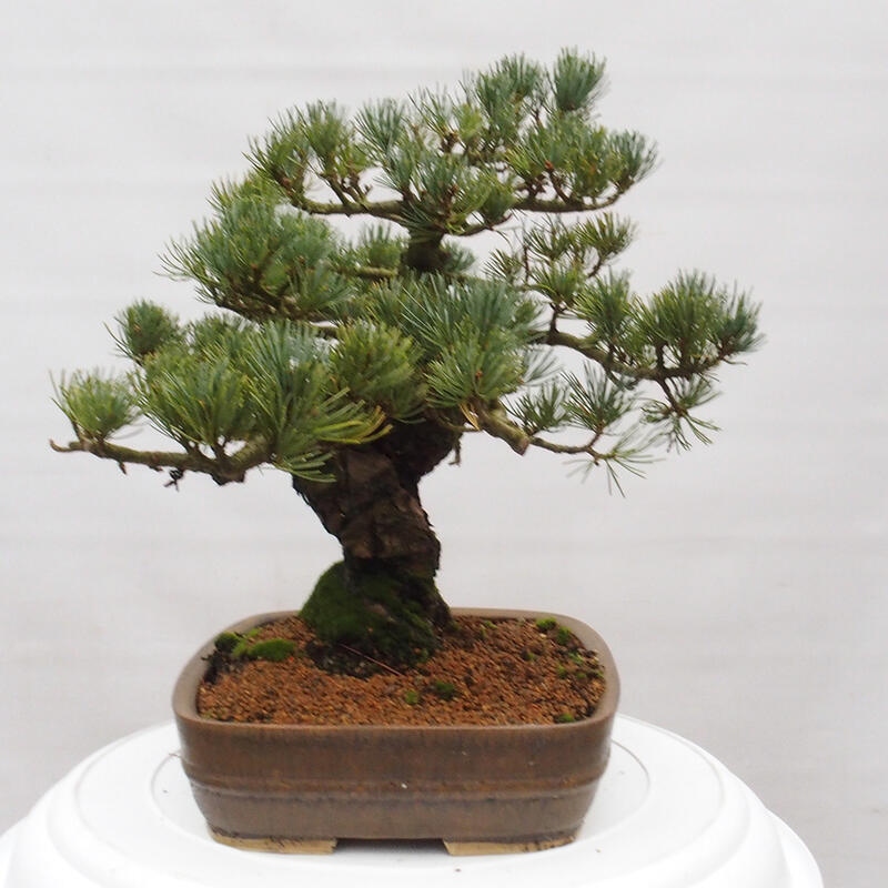 Bonsaï d'extérieur - Pinus parviflora - Pinus parviflora