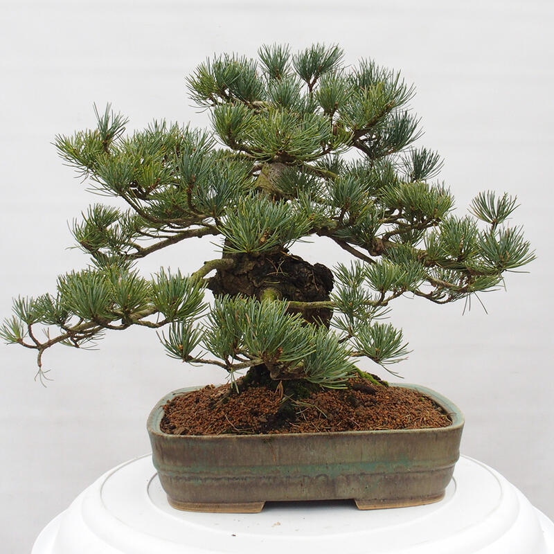 Bonsaï d'extérieur - Pinus parviflora - Pinus parviflora