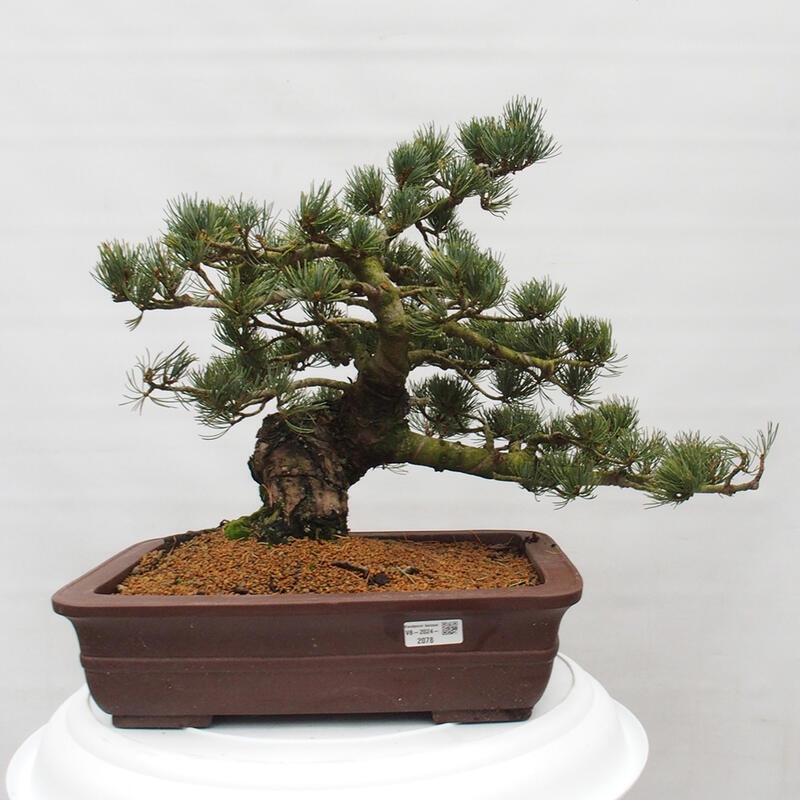 Bonsaï d'extérieur - Pinus parviflora - Pinus parviflora