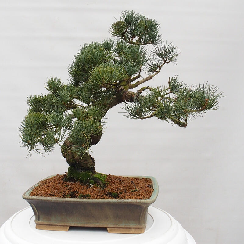 Bonsaï d'extérieur - Pinus parviflora - Pinus parviflora