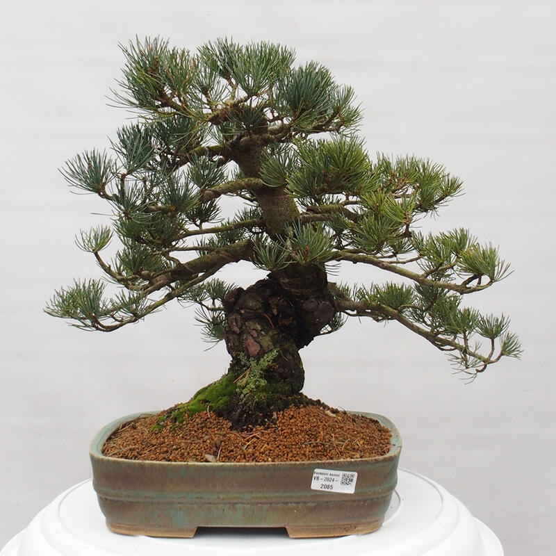 Bonsaï d'extérieur - Pinus parviflora - Pinus parviflora