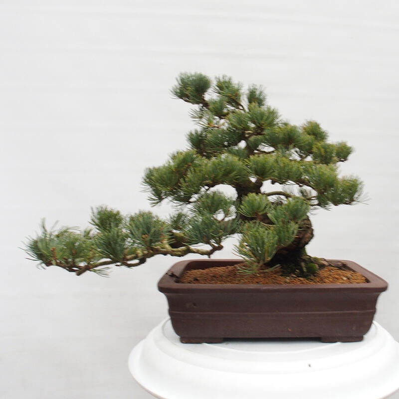 Bonsaï d'extérieur - Pinus parviflora - Pinus parviflora
