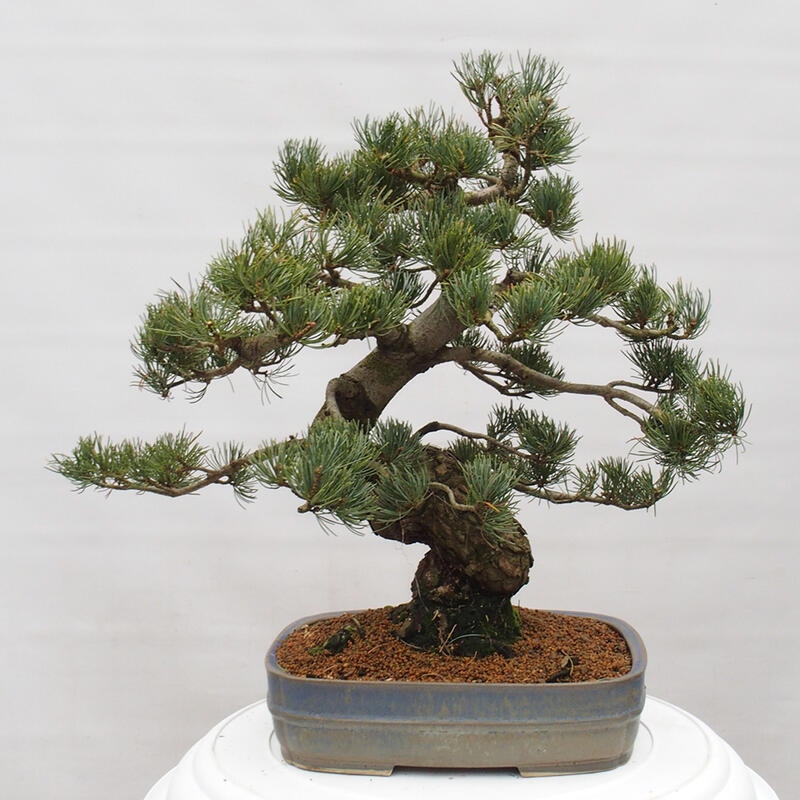 Bonsaï d'extérieur - Pinus parviflora - Pinus parviflora