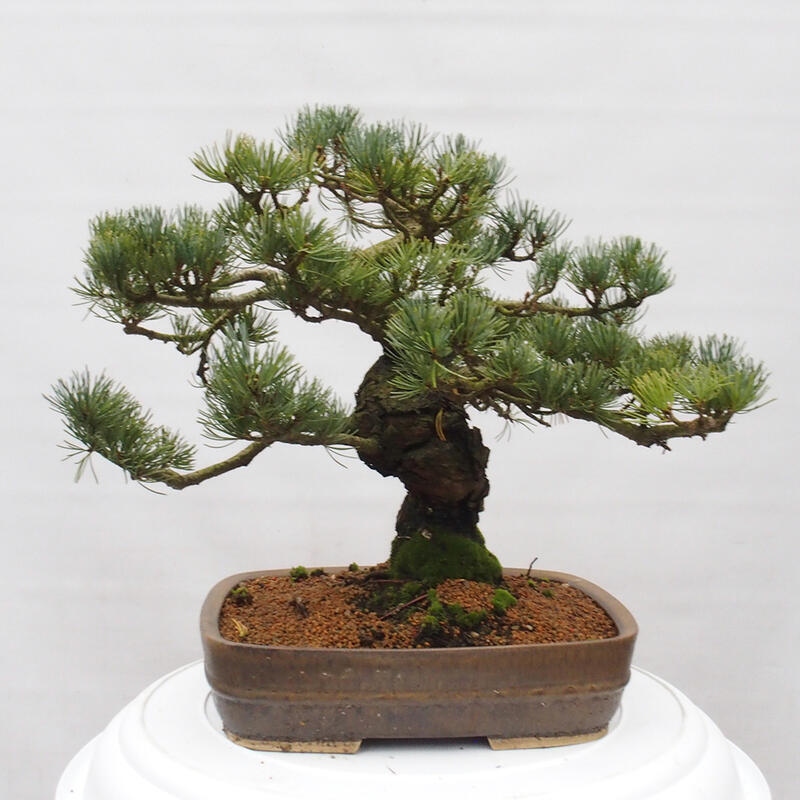 Bonsaï d'extérieur - Pinus parviflora - Pinus parviflora
