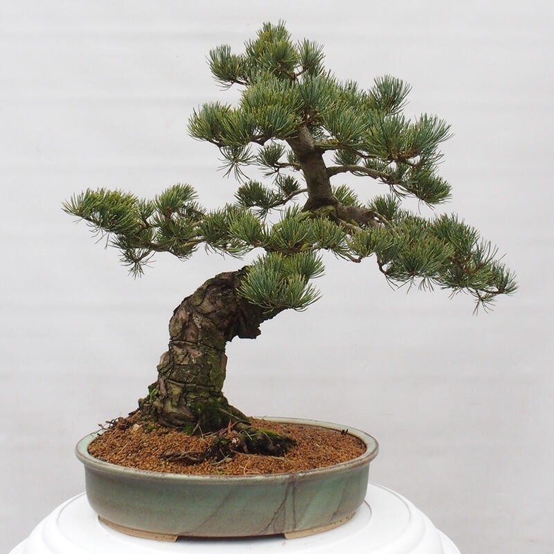 Bonsaï d'extérieur - Pinus parviflora - Pinus parviflora