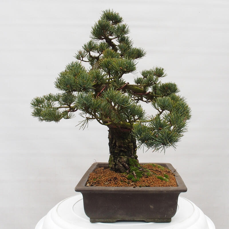 Bonsaï d'extérieur - Pinus parviflora - Pinus parviflora