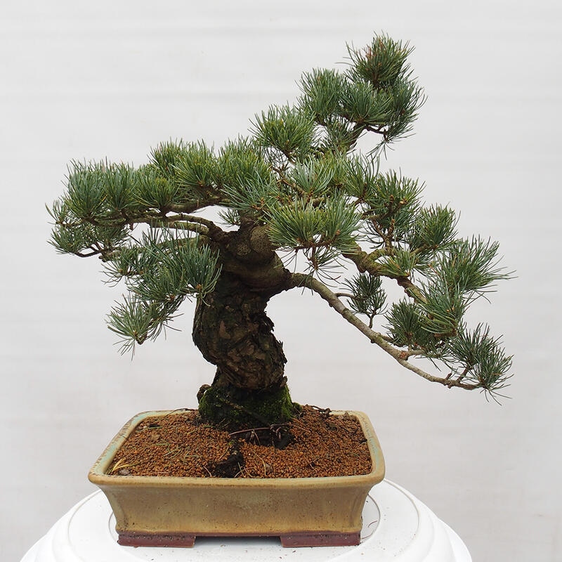 Bonsaï d'extérieur - Pinus parviflora - Pinus parviflora