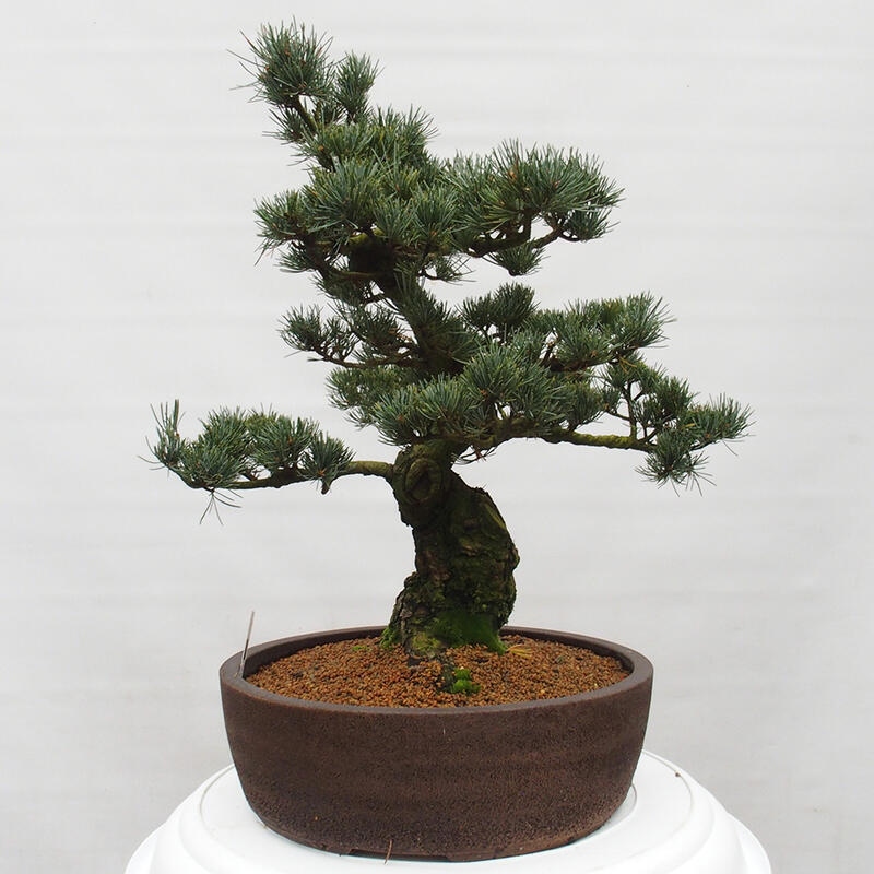 Bonsaï d'extérieur - Pinus parviflora - Pinus parviflora