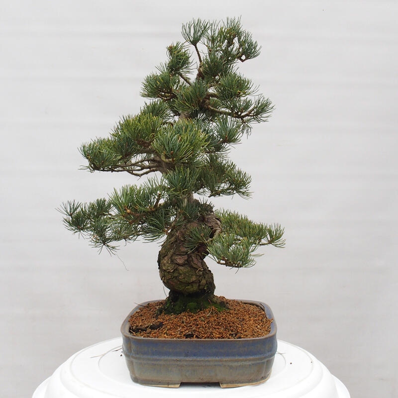 Bonsaï d'extérieur - Pinus parviflora - Pinus parviflora
