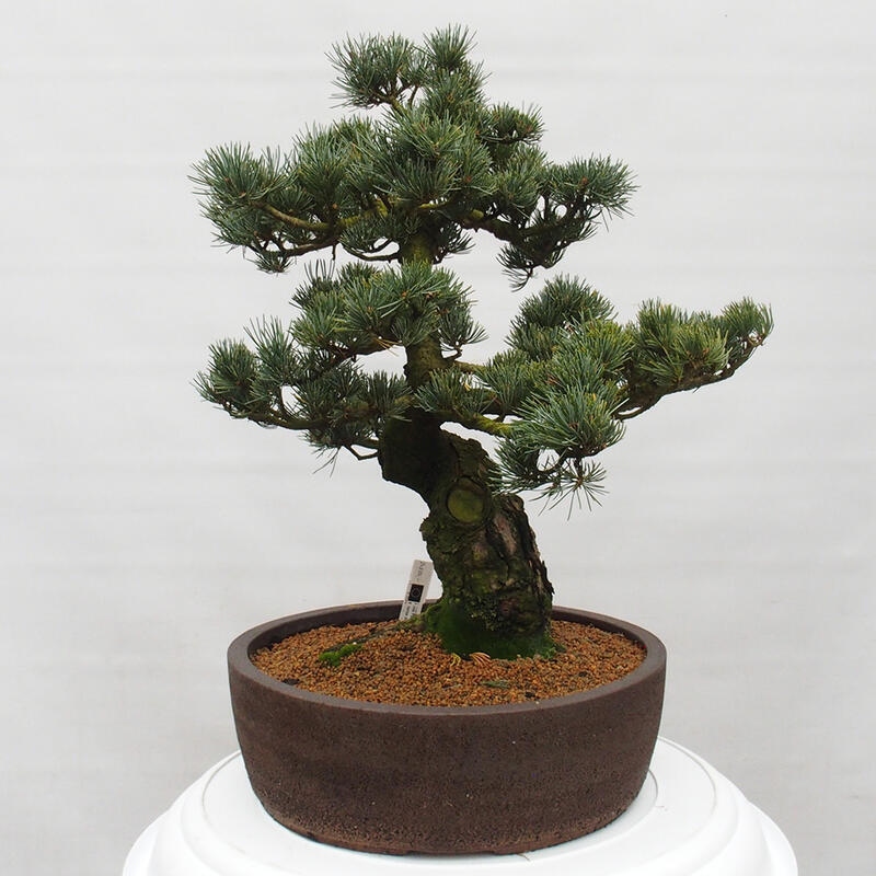 Bonsaï d'extérieur - Pinus parviflora - Pinus parviflora