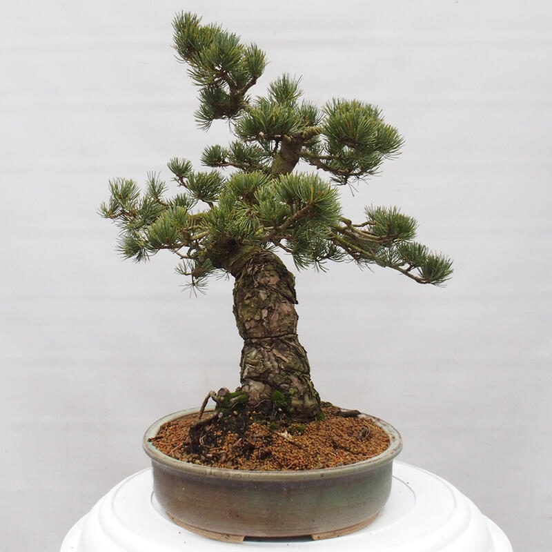 Bonsaï d'extérieur - Pinus parviflora - Pinus parviflora