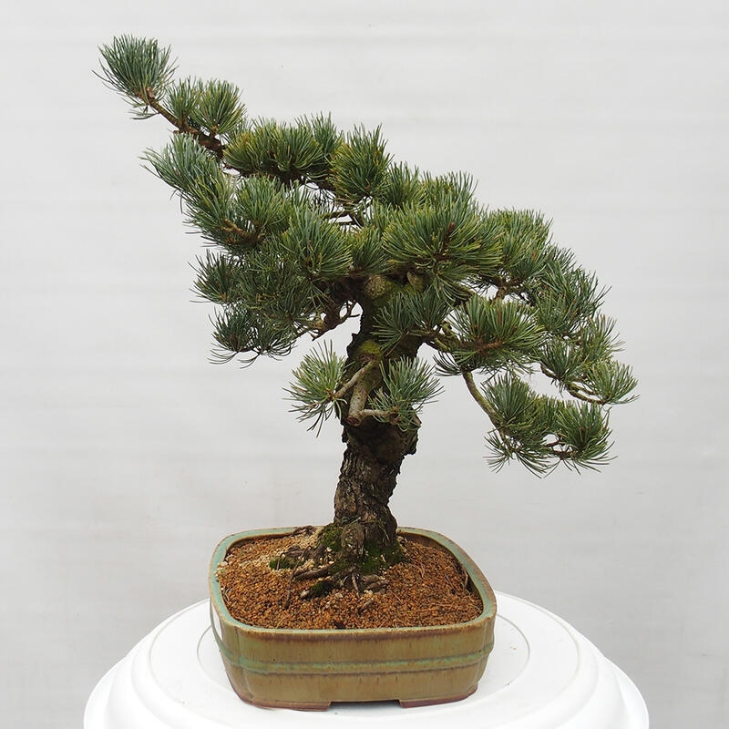 Bonsaï d'extérieur - Pinus parviflora - Pinus parviflora